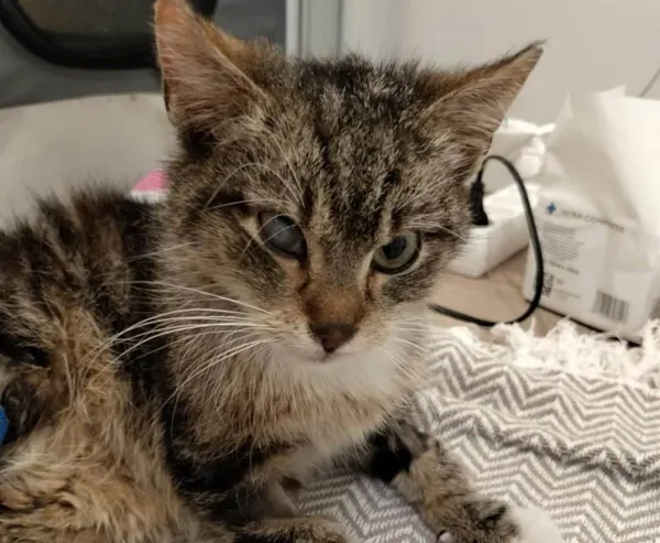 Znaleziono kota, Chojnice, 13 maja 2025