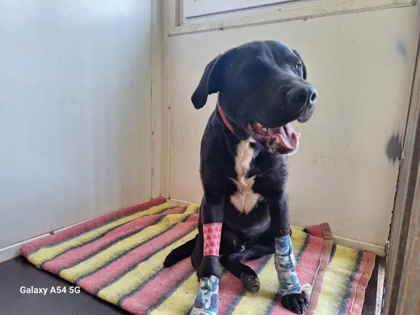 Pies do adopcji, Orzechowce, 13 maja 2025 (3/4)