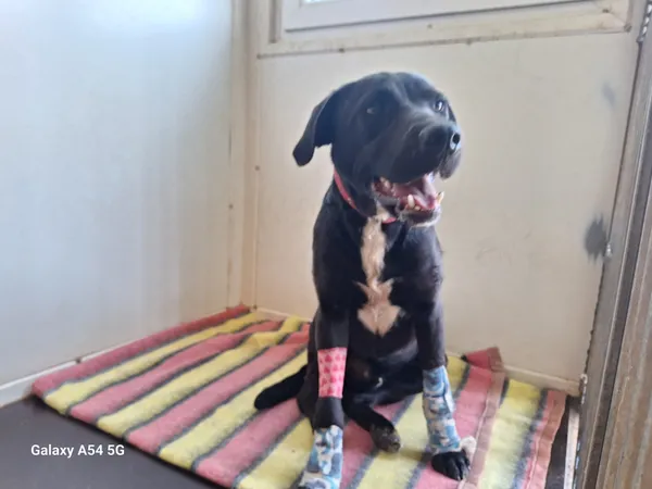 Pies do adopcji, Orzechowce, 13 maja 2025 (4/4)