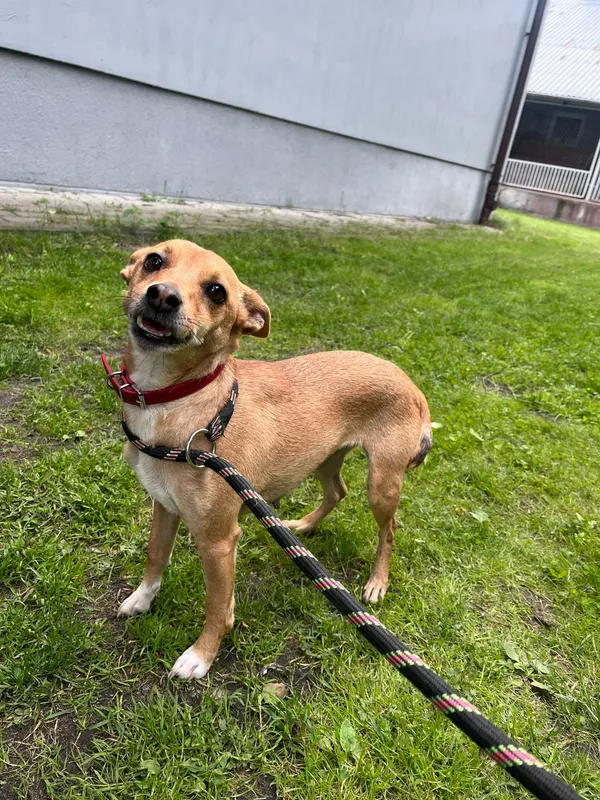 Pies do adopcji, Włocławek, 13 maja 2025 (1/5)