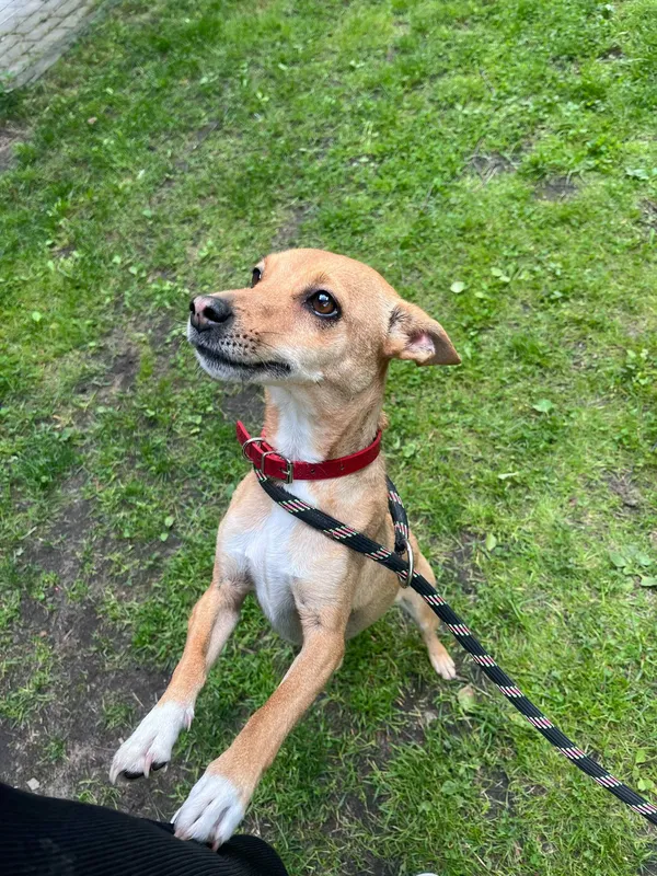 Pies do adopcji, Włocławek, 13 maja 2025 (2/5)