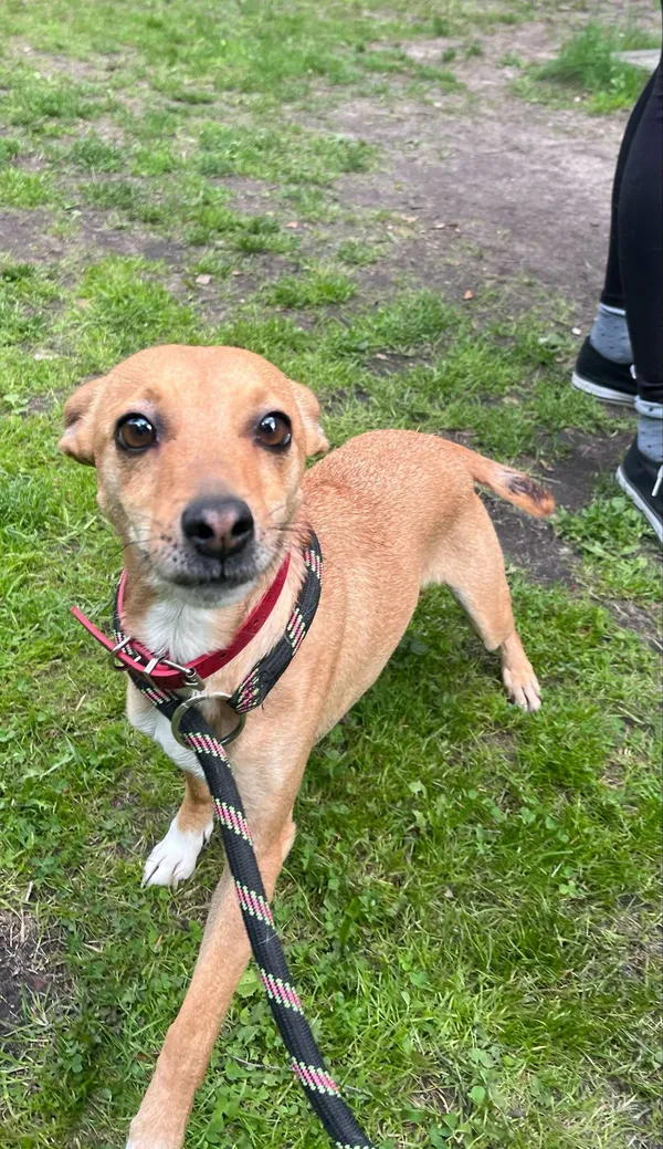 Pies do adopcji, Włocławek, 13 maja 2025 (3/5)