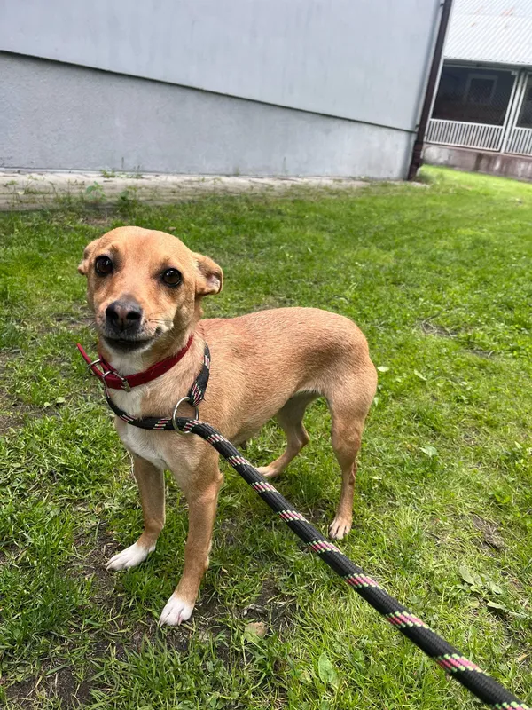 Pies do adopcji, Włocławek, 13 maja 2025 (4/5)