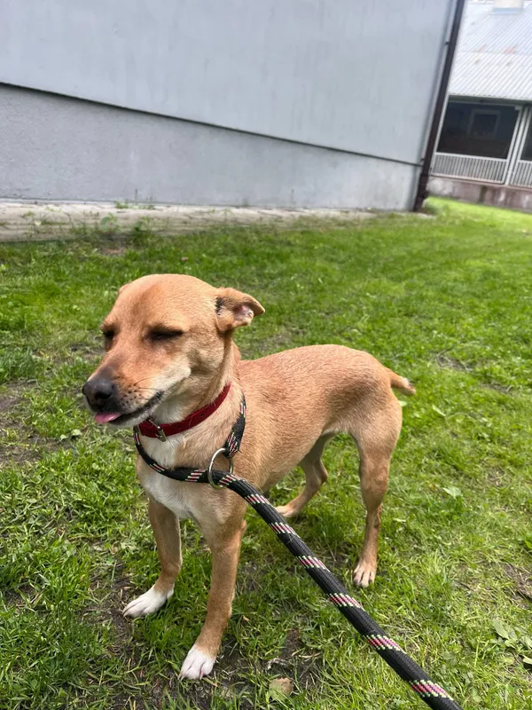 Pies do adopcji, Włocławek, 13 maja 2025 (5/5)