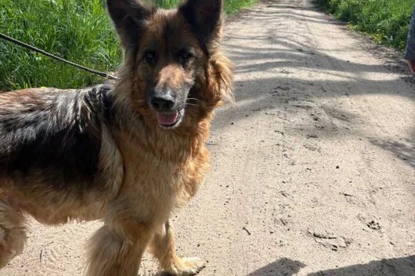 Pies do adopcji, Henrykowo, 24 lutego 2025 (1/5)