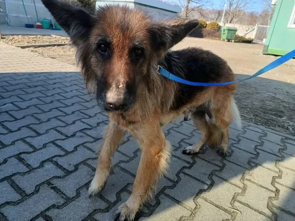 Pies do adopcji, Henrykowo, 24 lutego 2025 (2/5)