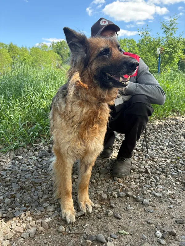 Pies do adopcji, Henrykowo, 24 lutego 2025 (4/5)