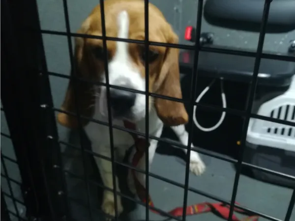 Znaleziono psa, Bydgoszcz, 13 maja 2025