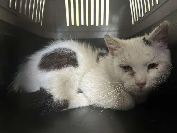 Znaleziono kota, Toruń, 12 maja 2025