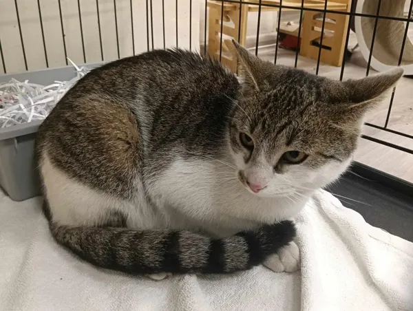 Znaleziono kota, Toruń, 11 maja 2025