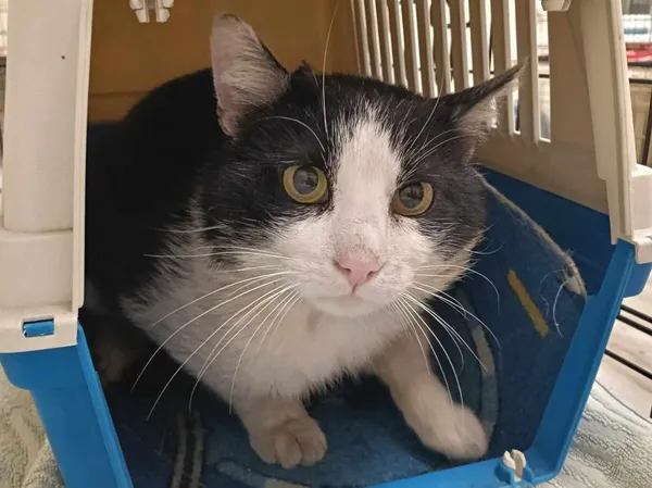 Znaleziono kota, Toruń, 10 maja 2025