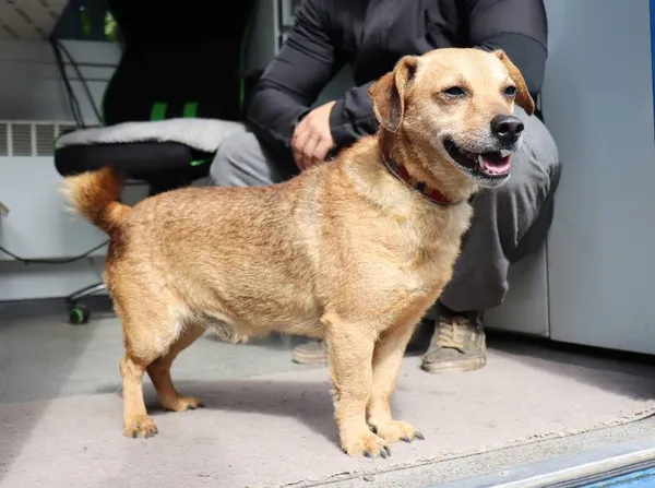 Znaleziono psa, Łódź, 14 maja 2025 (1/3)