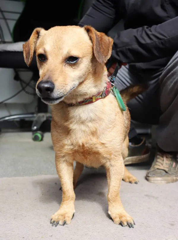 Znaleziono psa, Łódź, 14 maja 2025 (2/3)