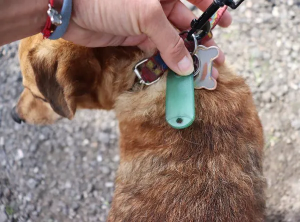 Znaleziono psa, Łódź, 14 maja 2025 (3/3)