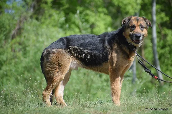 Znaleziono psa, Toruń, 24 marca 2025