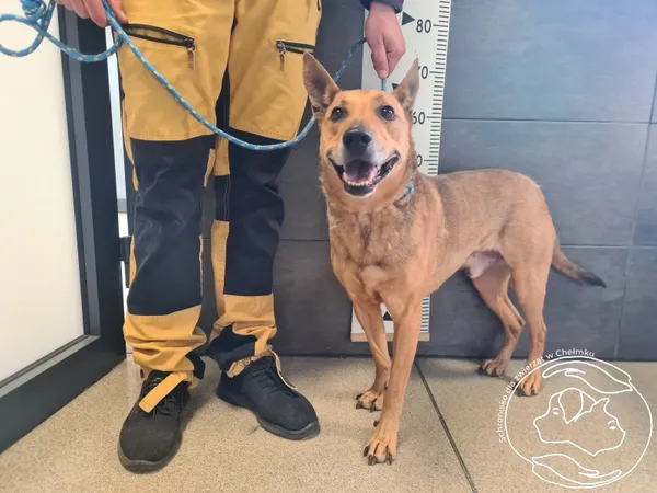 Znaleziono psa, Chełmek, 14 maja 2025