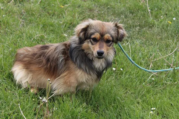 Pies do adopcji, Bełchatów, 22 kwietnia 2025 (3/5)