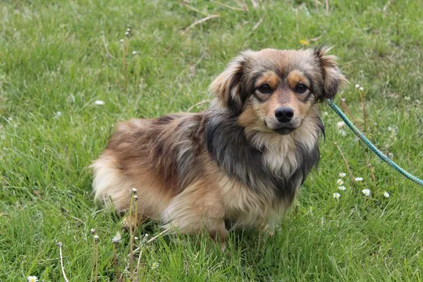 Pies do adopcji, Bełchatów, 22 kwietnia 2025 (4/5)