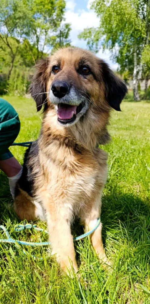 Pies do adopcji, Bełchatów, 22 kwietnia 2025 (2/5)