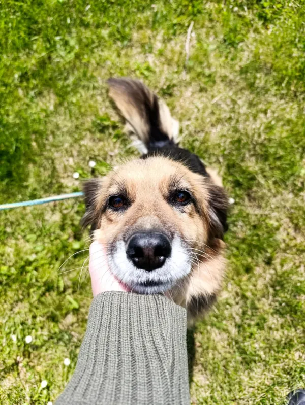 Pies do adopcji, Bełchatów, 22 kwietnia 2025 (3/5)