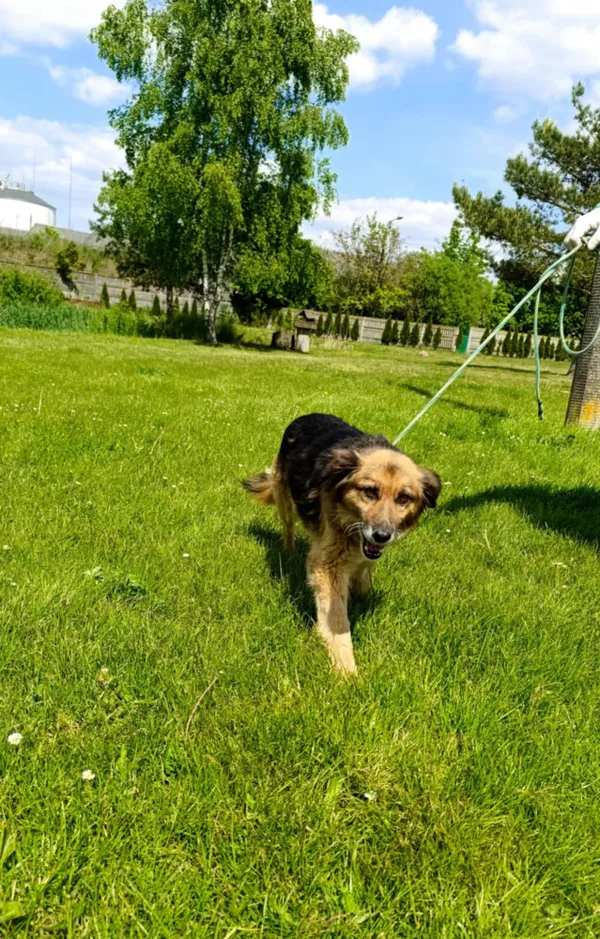 Pies do adopcji, Bełchatów, 22 kwietnia 2025 (4/5)