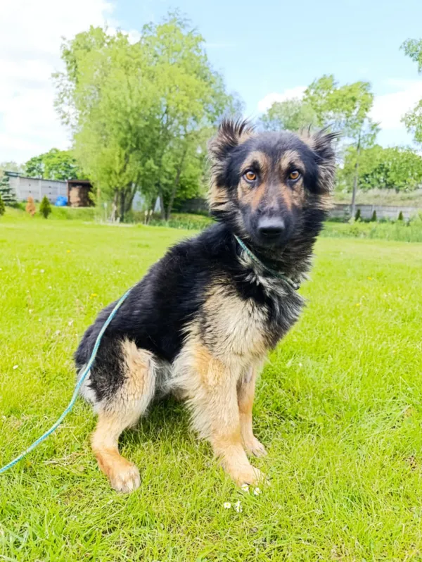 Pies do adopcji, Bełchatów, 14 kwietnia 2025 (1/5)