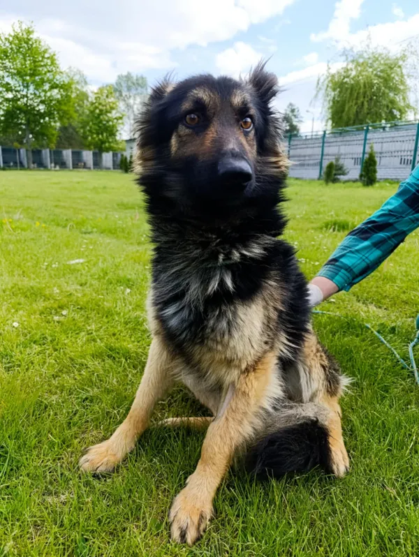 Pies do adopcji, Bełchatów, 14 kwietnia 2025 (3/5)