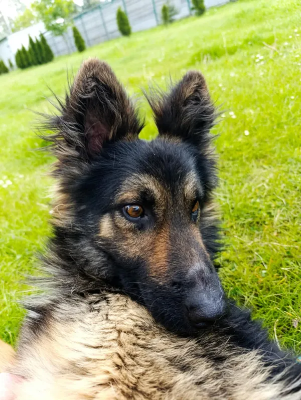 Pies do adopcji, Bełchatów, 14 kwietnia 2025 (4/5)