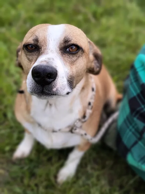 Pies do adopcji, Bełchatów, 15 sierpnia 2024 (1/5)