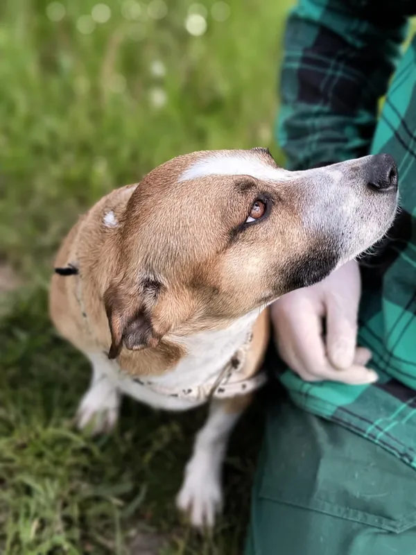 Pies do adopcji, Bełchatów, 15 sierpnia 2024 (3/5)