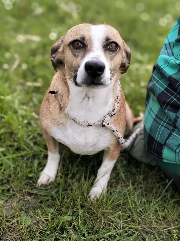 Pies do adopcji, Bełchatów, 15 sierpnia 2024 (5/5)