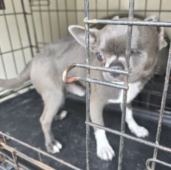 Znaleziono psa, Radom, 14 maja 2025