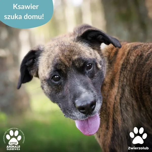 Pies do adopcji, Dąbrówka, 14 maja 2025 (1/5)