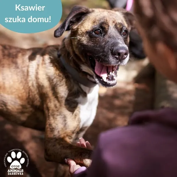 Pies do adopcji, Dąbrówka, 14 maja 2025 (3/5)