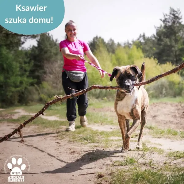 Pies do adopcji, Dąbrówka, 14 maja 2025 (4/5)