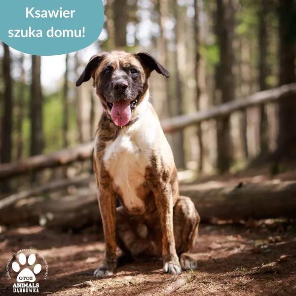 Pies do adopcji, Dąbrówka, 14 maja 2025 (5/5)