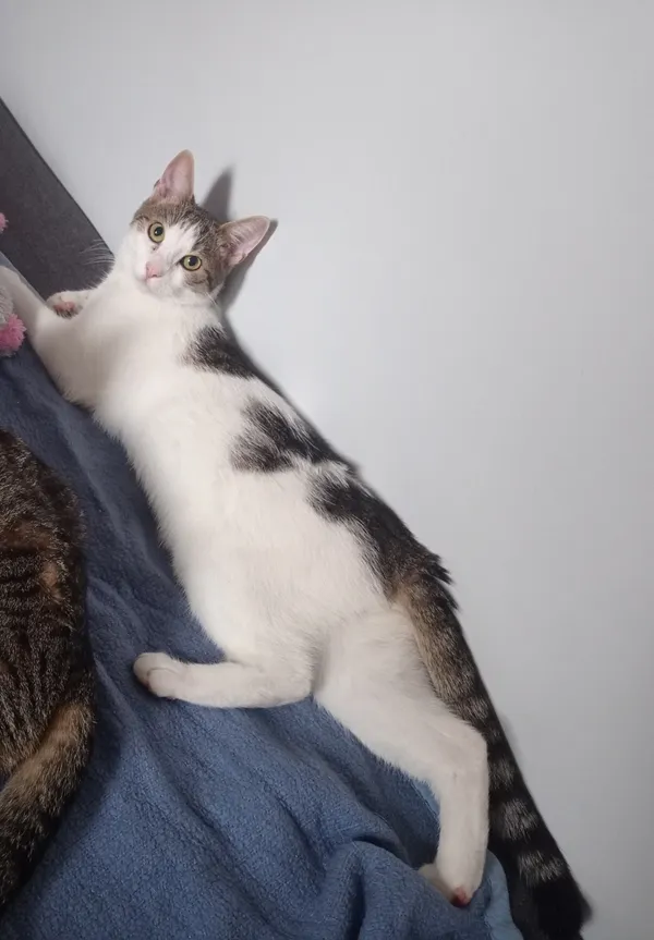 Zaginął kot, Łódź, 15 maja 2025