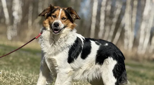 Pies do adopcji, Pieczyska, 14 maja 2025 (1/5)