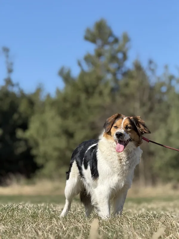 Pies do adopcji, Pieczyska, 14 maja 2025 (2/5)