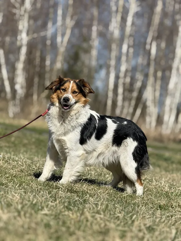 Pies do adopcji, Pieczyska, 14 maja 2025 (3/5)