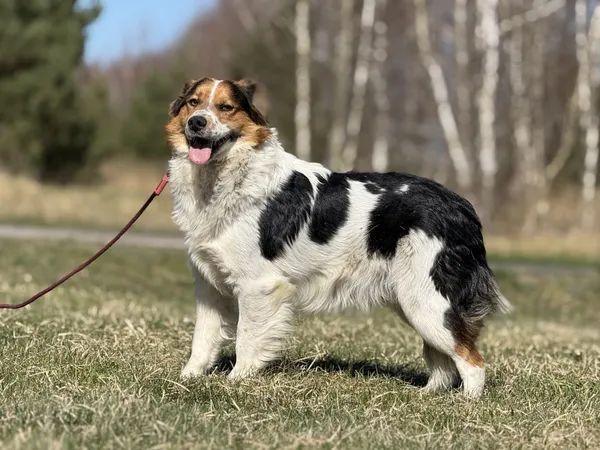 Pies do adopcji, Pieczyska, 14 maja 2025 (5/5)