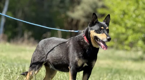 Pies do adopcji, Pieczyska, 14 maja 2025 (1/5)