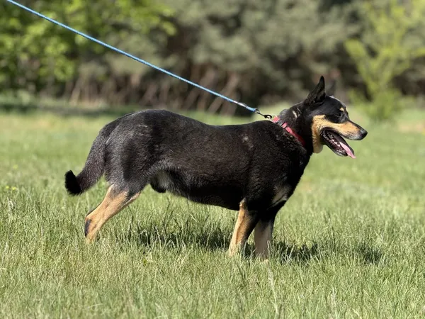 Pies do adopcji, Pieczyska, 14 maja 2025 (2/5)