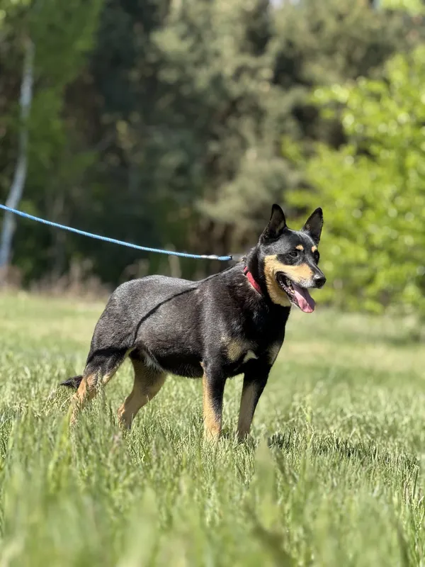 Pies do adopcji, Pieczyska, 14 maja 2025 (3/5)