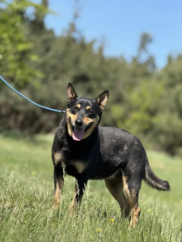 Pies do adopcji, Pieczyska, 14 maja 2025 (4/5)