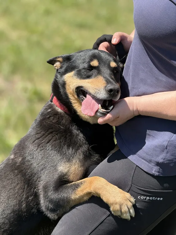 Pies do adopcji, Pieczyska, 14 maja 2025 (5/5)