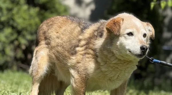 Pies do adopcji, Pieczyska, 14 maja 2025 (1/5)