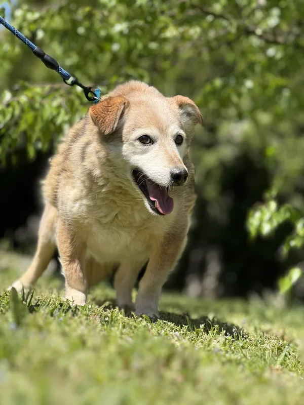 Pies do adopcji, Pieczyska, 14 maja 2025 (2/5)