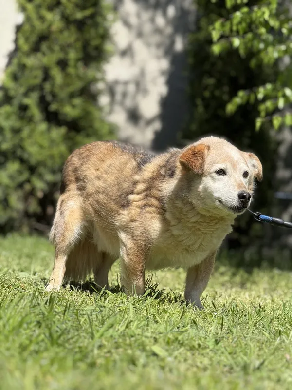 Pies do adopcji, Pieczyska, 14 maja 2025 (3/5)