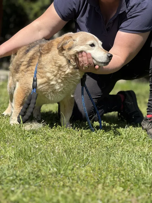 Pies do adopcji, Pieczyska, 14 maja 2025 (4/5)